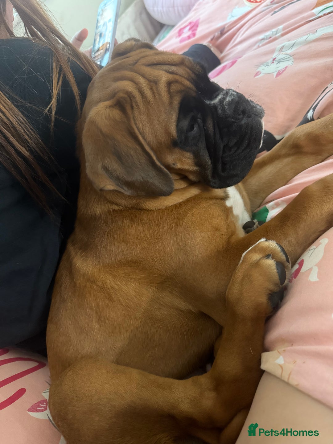 Boxer dogs for sale: Much loved 8 month old  - Image 15