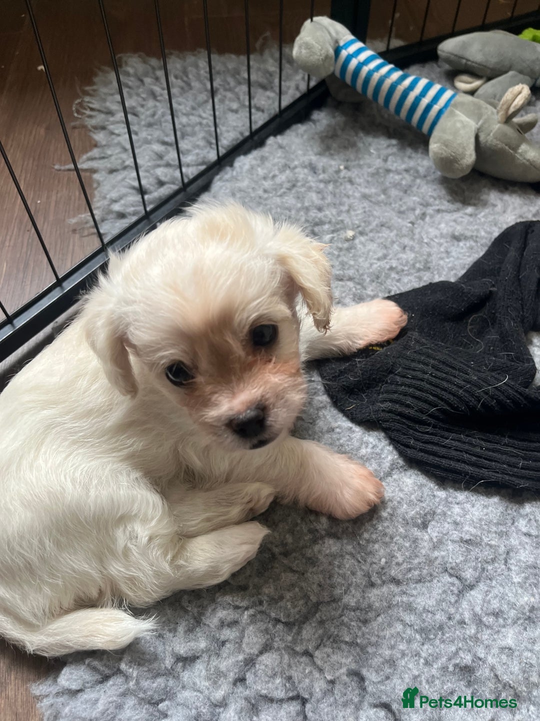 Mixed Breed dogs for sale: Beautiful Peekapoo’s very rare breed - Image 9