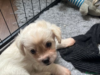 Mixed Breed dogs - Advert 18