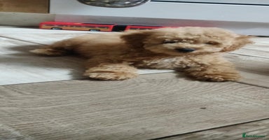 Maltipoo dogs - Advert 14