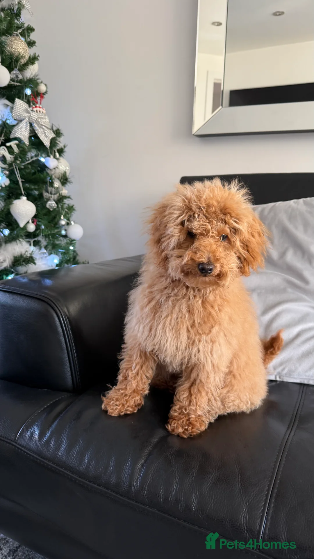 Maltipoo dogs for sale: Maltipoo boy 6 months old - Advert 5