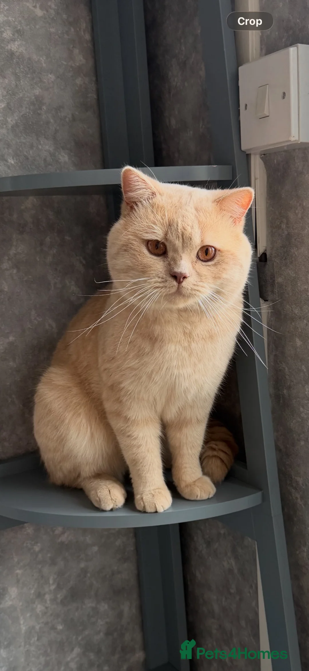 British Shorthair cats for sale: British short hair  - Advert 6