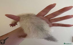 Ferret rodents for sale: Ferret kits READY TO GO NOW in Shildon - Image 2