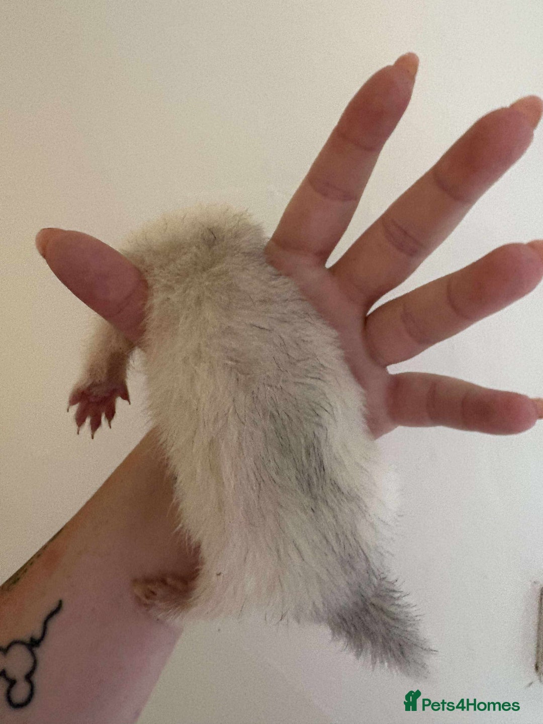 Ferret rodents for sale: Ferret kits READY TO GO NOW in Shildon - Image 2