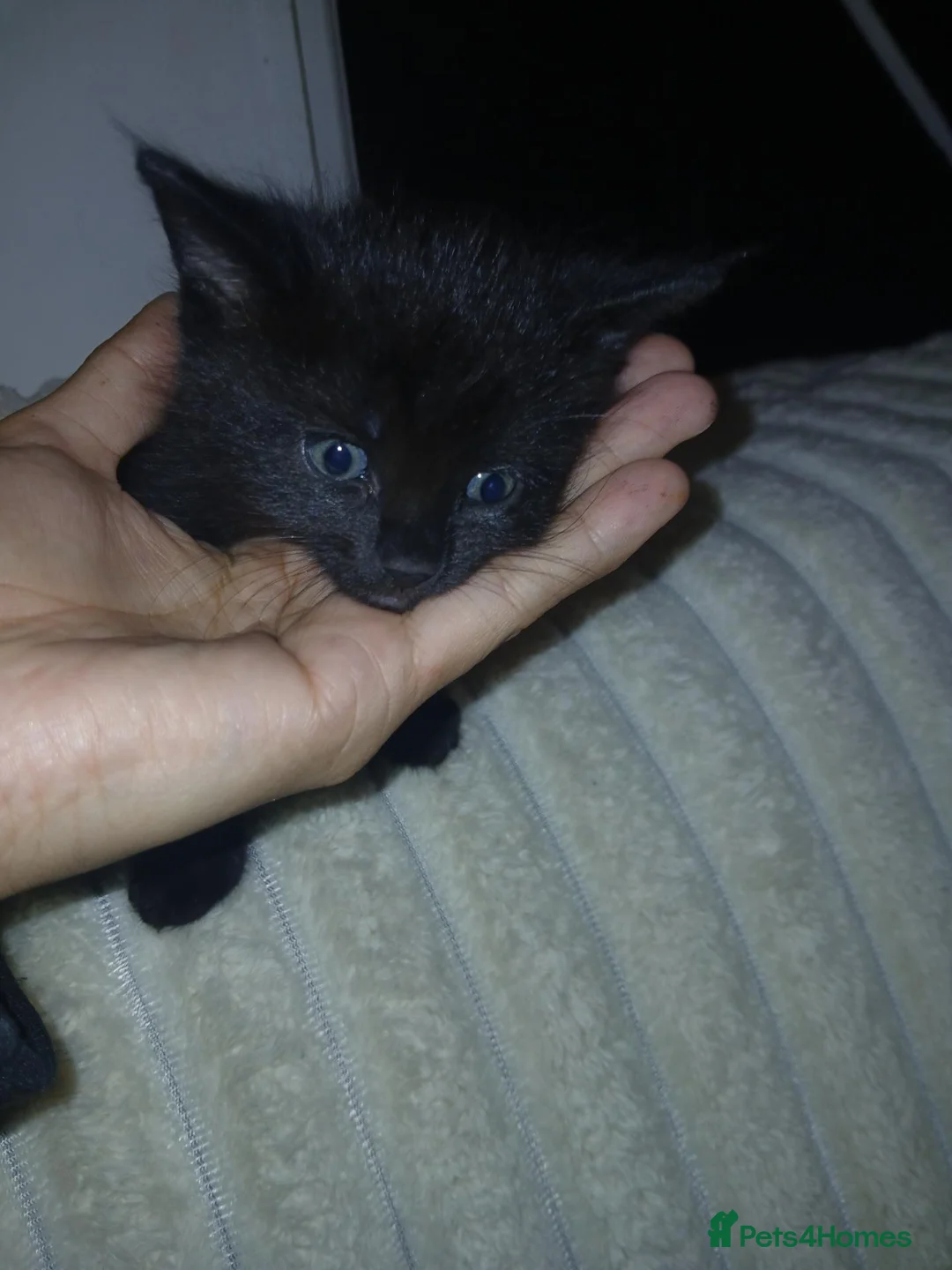 Mixed Breed cats for sale: Beautiful fluffy kittens - Advert 2