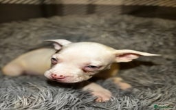American Bully dogs for sale: perfect puppys - Image 33