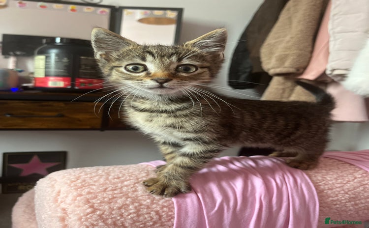 Domestic Shorthair cats - Advert 9