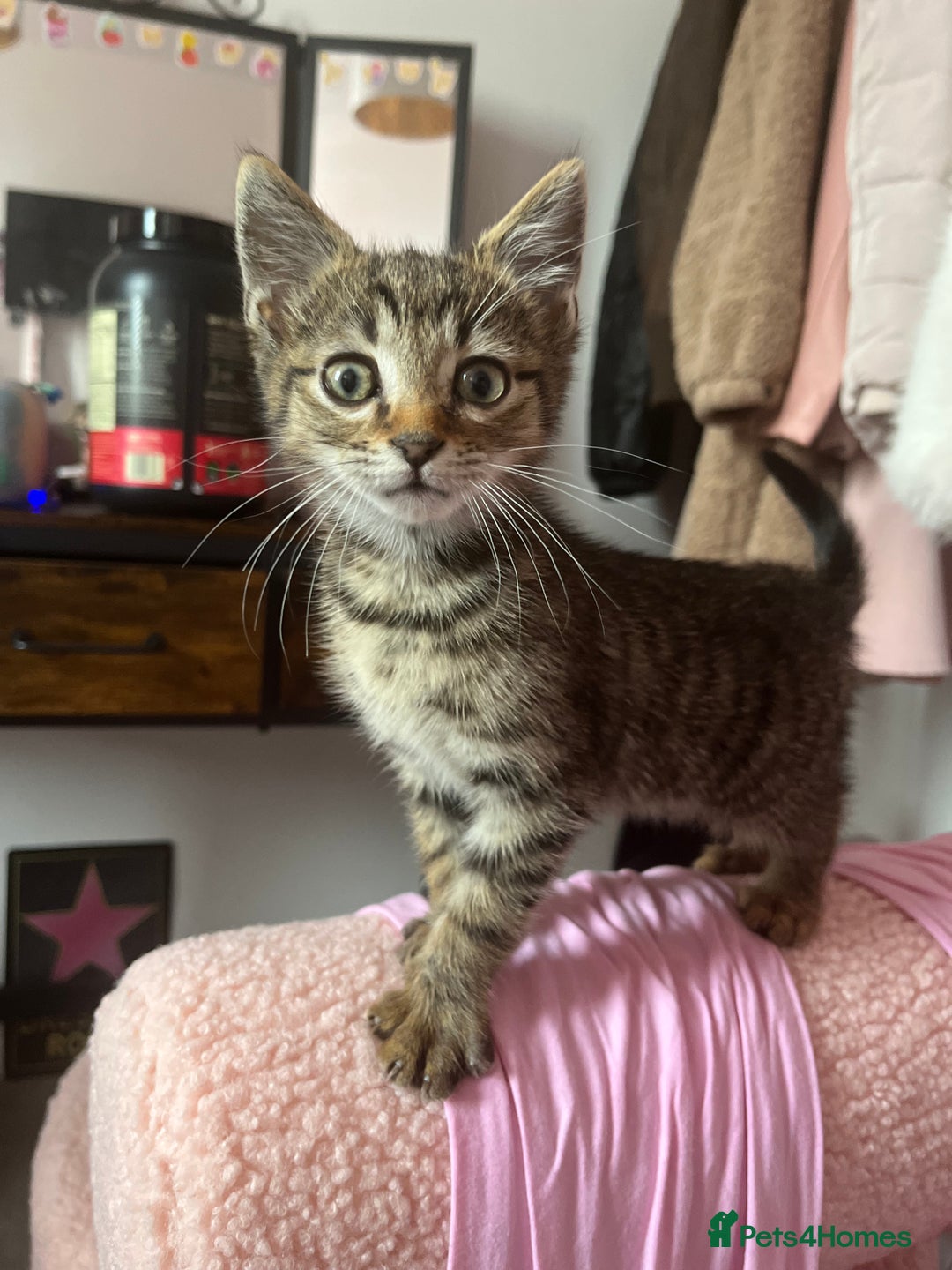 Domestic Shorthair cats for sale: Beautiful Male* Kitty Looking for a good home - Image 1