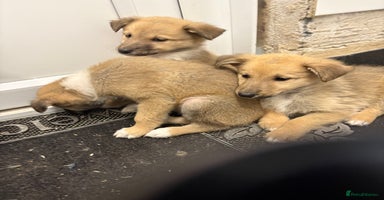 Mixed Breed dogs - Advert 4