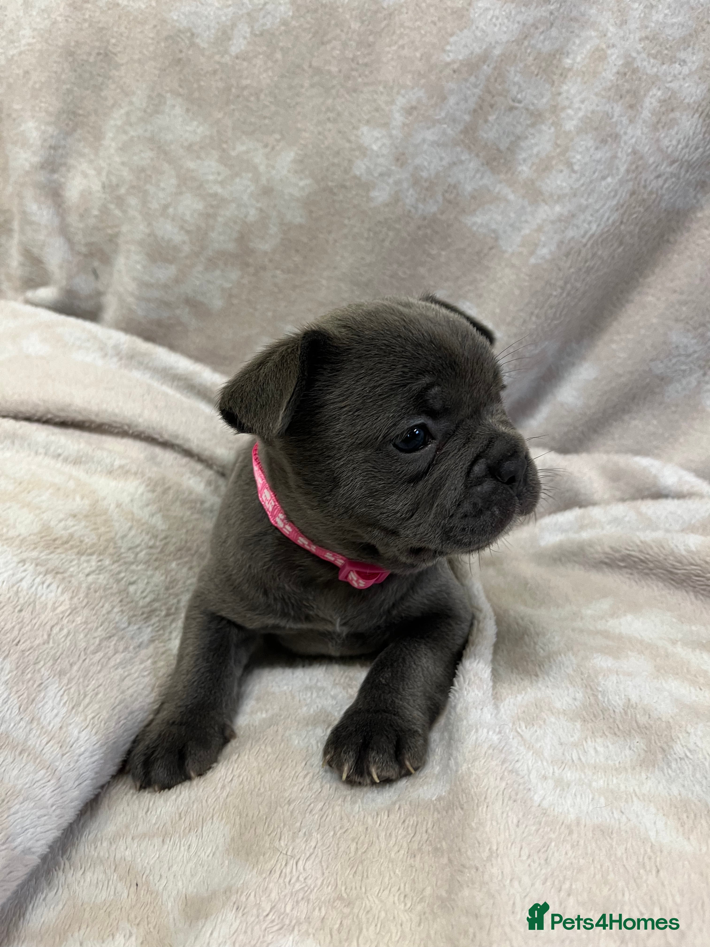 French Bulldog dogs Lovely Frenchies  - Advert 2