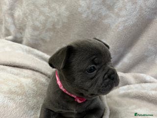 French Bulldog dogs Lovely Frenchies - Advert 2