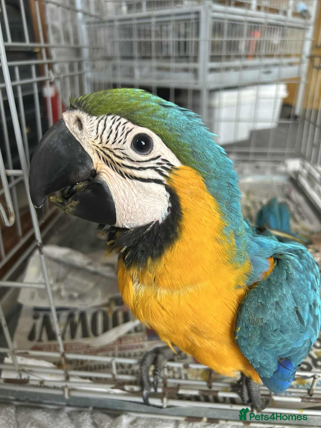 Macaws birds for sale: Hand reared blue & gold Macaw Chick - Image 9