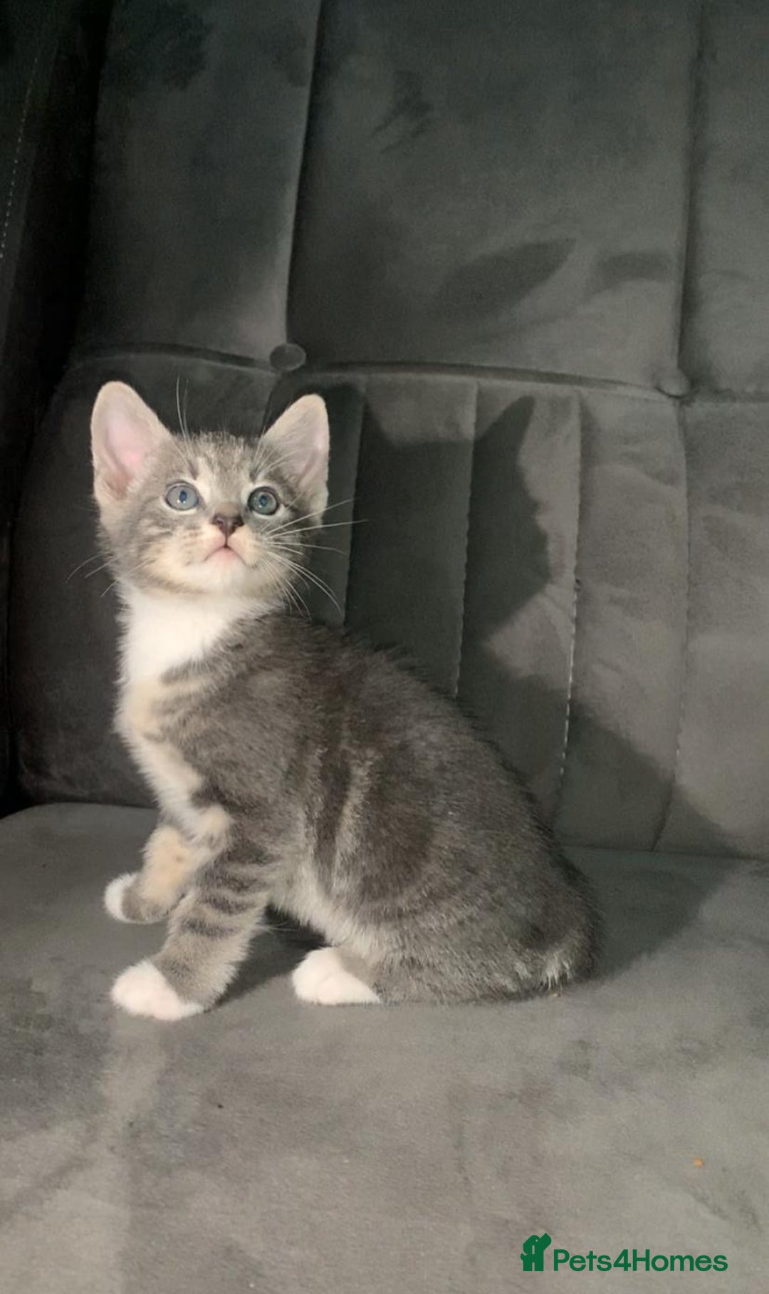 British Shorthair cats for sale: British short hair kitten  - Advert 1