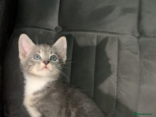 British Shorthair cats British short hair kitten - Advert 3