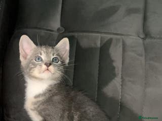 British Shorthair cats British short hair kitten - Advert 12