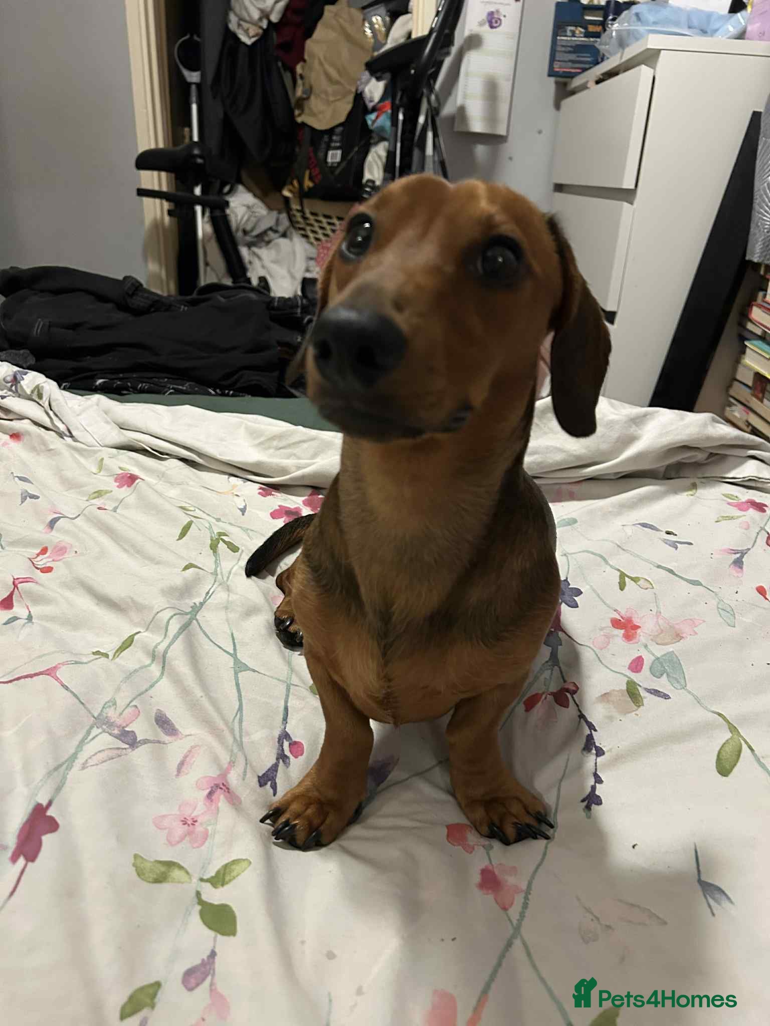 Miniature Dachshund dogs Miniature dachshund for stud - Advert 1