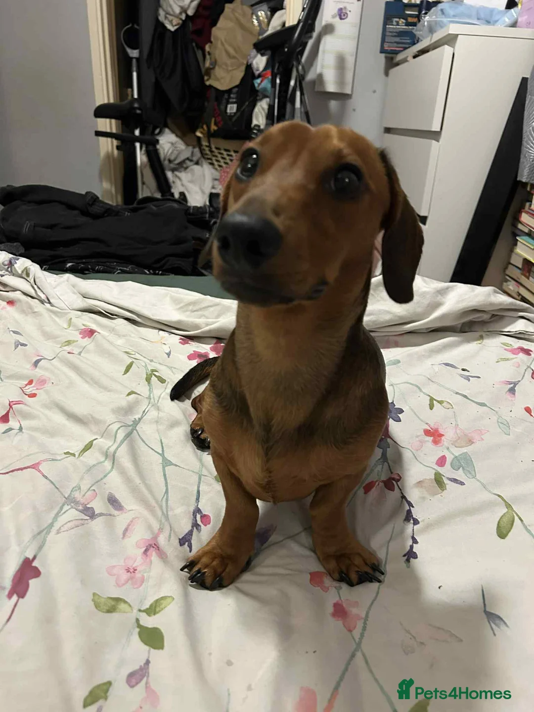 Miniature Dachshund dogs for stud: Miniature dachshund for stud - Advert 1