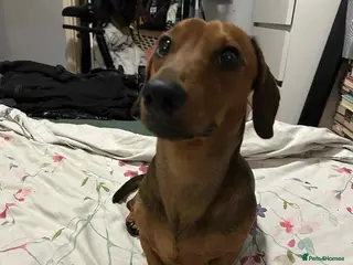 Miniature Dachshund dogs Miniature dachshund for stud - Advert 14