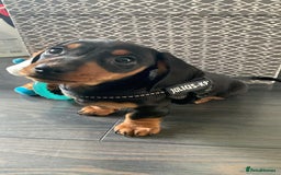 Miniature Dachshund dogs for sale: Pra clear miniature dachshunds - Image 21