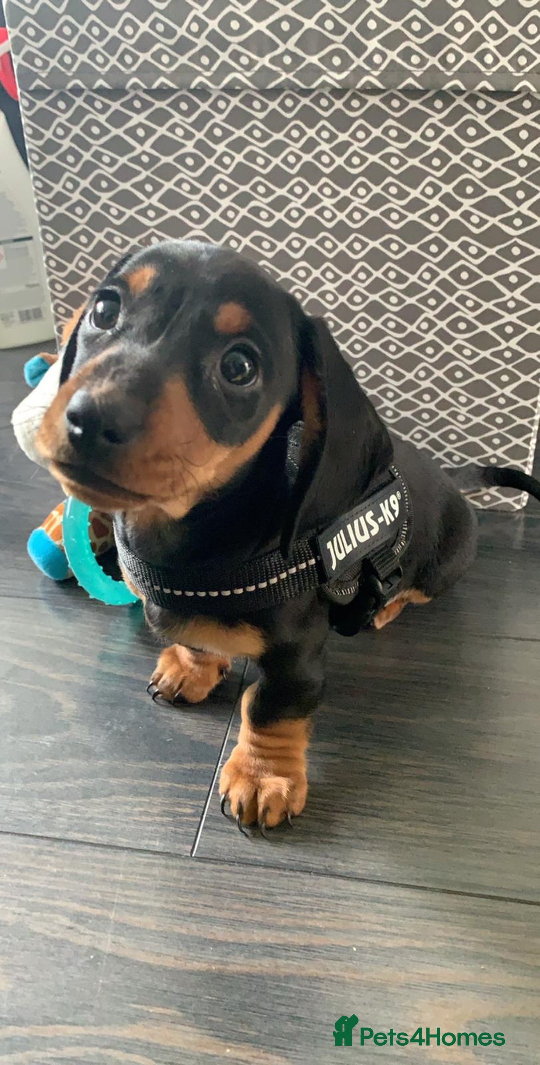 Miniature Dachshund dogs for sale: Pra clear miniature dachshunds - Image 21