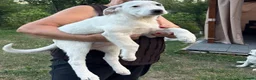 Mixed Breed dogs for adoption: 🤍 Beautiful CARLA - for a Loving Home 🐾 - Advert 12