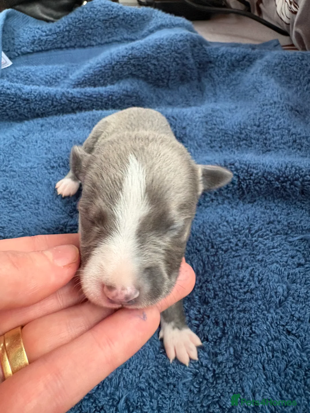 Whippet dogs for sale: 💕⭐️KC WHIPPET PUPS⭐️ 💕 - Advert 23