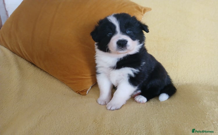 Border Collie dogs - Advert 1