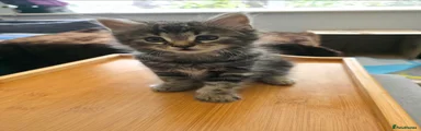 Grey Tabby