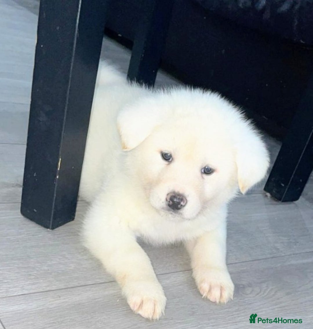Japanese Akita Inu dogs for sale: Japanese Akita Puppies🐶 - Advert 1