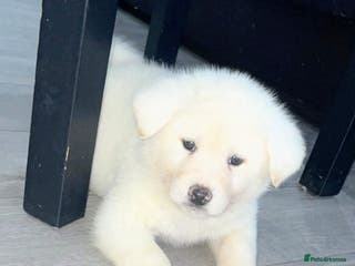 Japanese Akita Inu dogs Japanese Akita Puppies - Advert 1