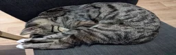 British Shorthair cats for sale: URGENT RE-HOME FREE - Advert 6