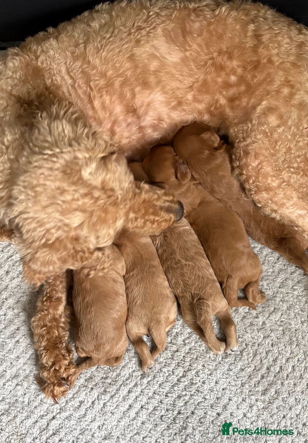 Cavapoo dogs for sale: Cavapoos K C reg parents health tested - Advert 2