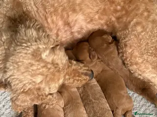 Cavapoo dogs Cavapoos K C reg parents health tested - Advert 1