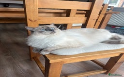 Ragdoll cats for sale: Stunning Ragdoll kittens. Ready 12 December - Image 12