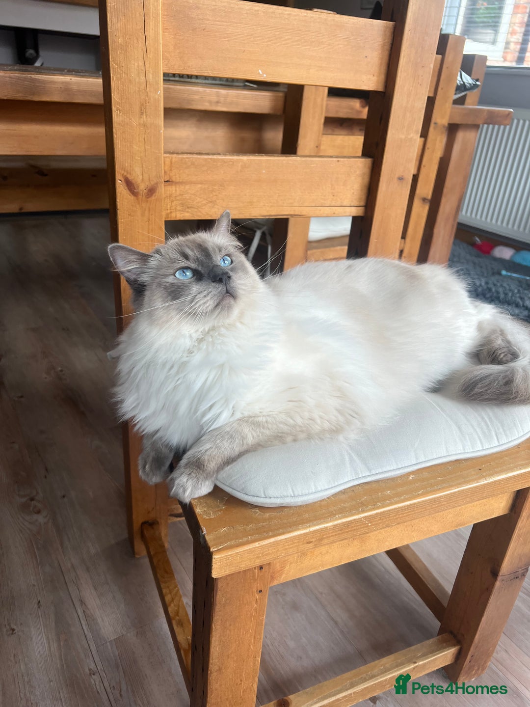 Ragdoll cats for sale: Stunning Ragdoll kittens. Ready 12 December - Image 12