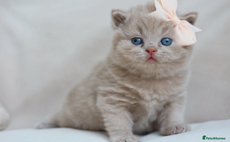 British Shorthair cats - Advert 1