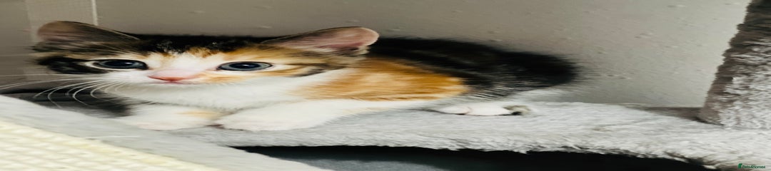 Kurilian kitten 2