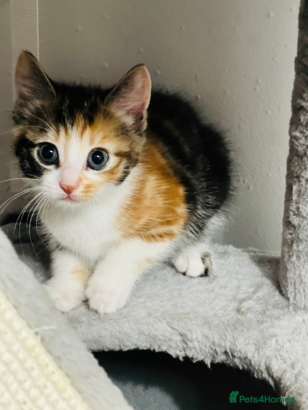 Bengal cats for sale: Beautiful Kittens - Image 3