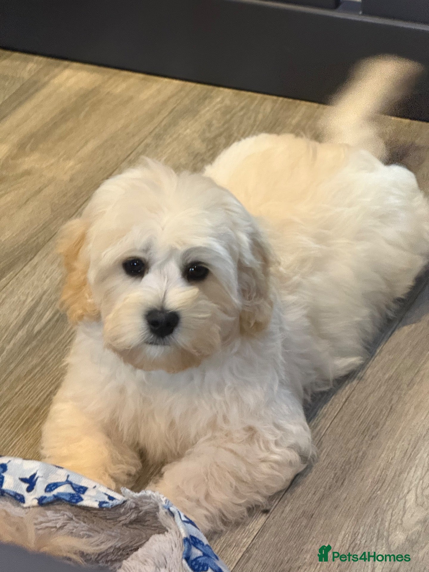 Cavapoochon dogs for sale: Ready now Stunning Cavapoochon Boy  - Advert 2
