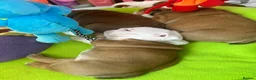 English Bulldog dogs for sale: Double CRUFTS winners bred bulldog puppies  - Advert 33