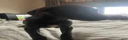 Mixed Breed dogs for sale: Weimaramer/cane corso pups in Shotts - Advert 31