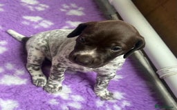 German Shorthaired Pointer dogs for sale: Gorgeous litter of German Shorthair puppies - Image 12