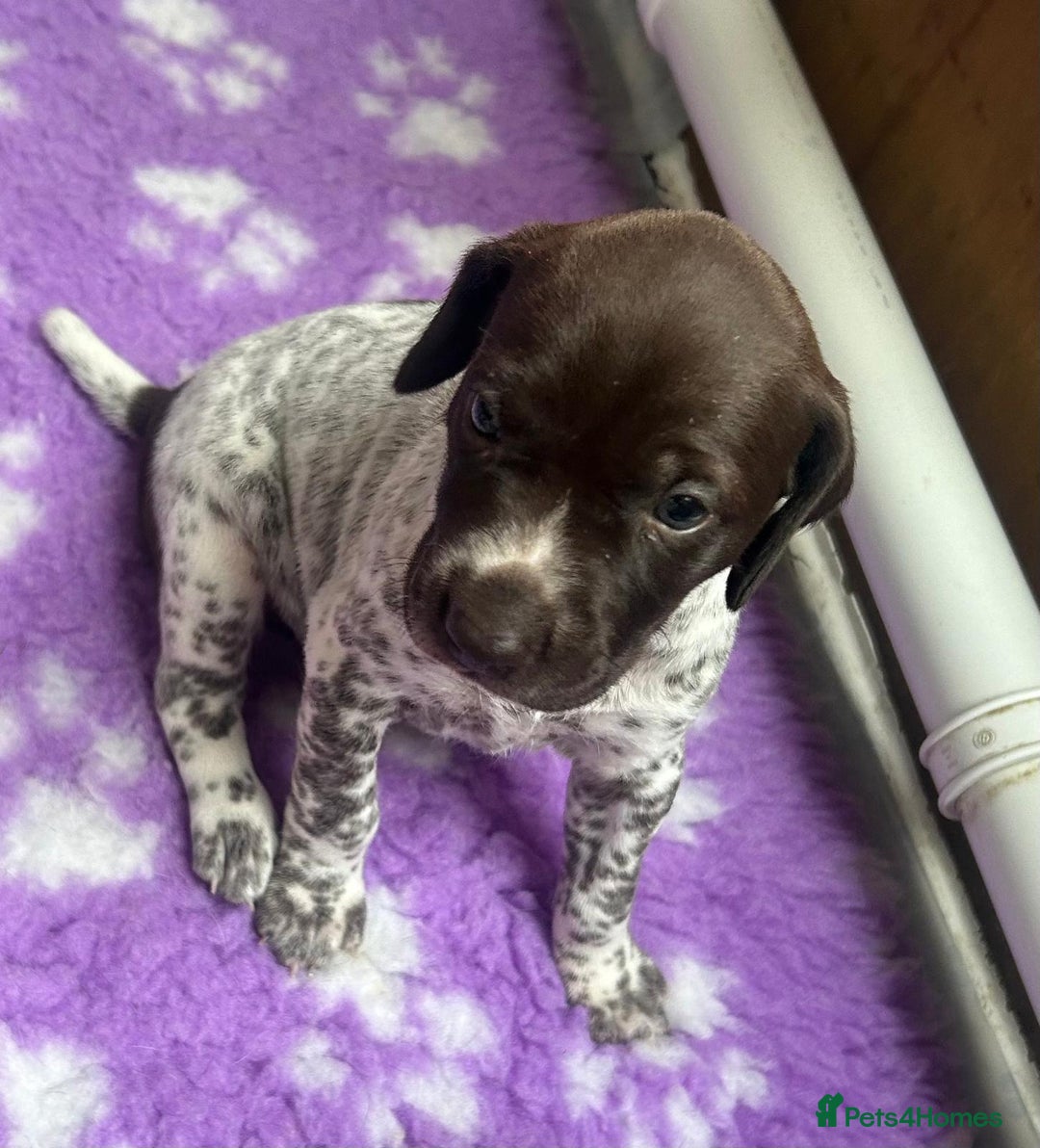 German Shorthaired Pointer dogs for sale: Gorgeous litter of German Shorthair puppies - Image 12