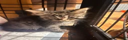 Mixed Breed cats for sale: Ragdoll x Maine coon - Advert 4