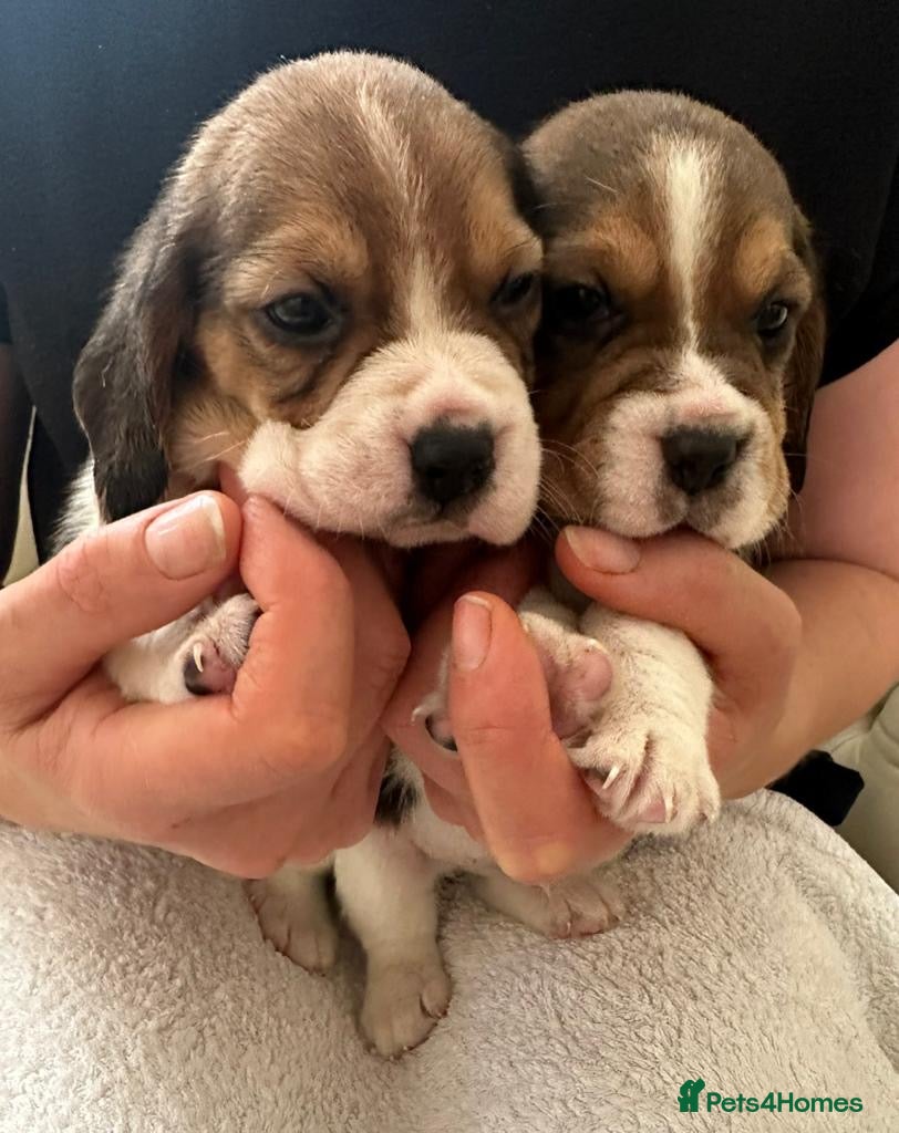 Beagle dogs Charterwood/Duffose Show win Kc registered, ,,   - Advert 2