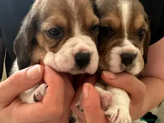 Beagle dogs Charterwood/Duffose Show win Kc registered, ,, - Advert 2