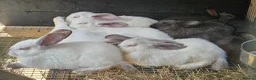 New Zealand rabbits for sale: New Zealand × Cali, Pure Cali & Rex Cross Rabbits - Advert 1