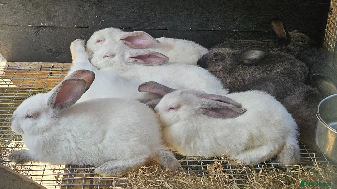 New Zealand rabbits for sale: New Zealand × Cali, Pure Cali & Rex Cross Rabbits - Advert 1