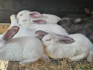 New Zealand rabbits New Zealand × Cali, Pure Cali & Rex Cross Rabbits - Advert 1