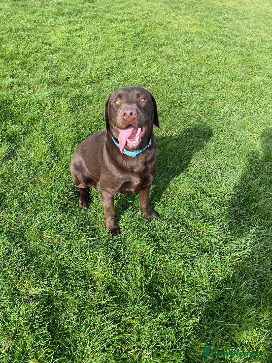 Labrador Retriever dogs for stud: Beautiful Chocolate Lab for stud in Flint - Advert 8
